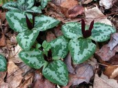 Trillium decumbens